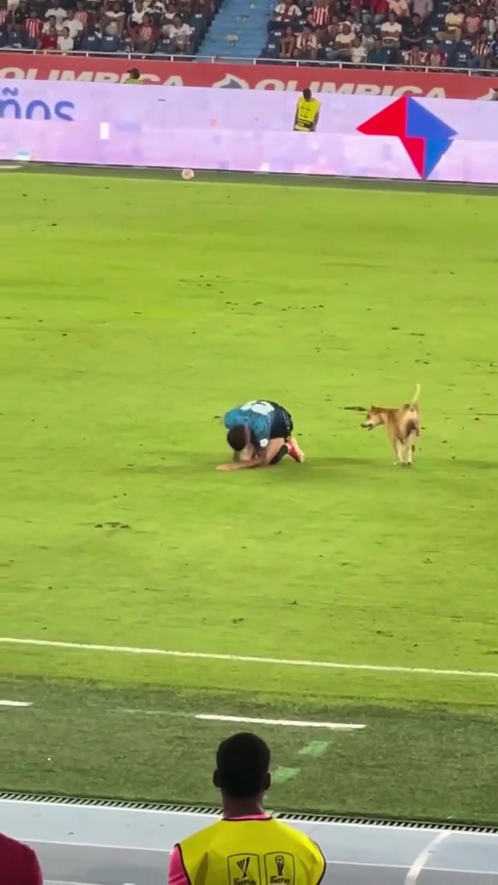 狗狗進(jìn)場(chǎng)模仿球員受傷倒地傷害性不大侮辱性極強(qiáng)啊